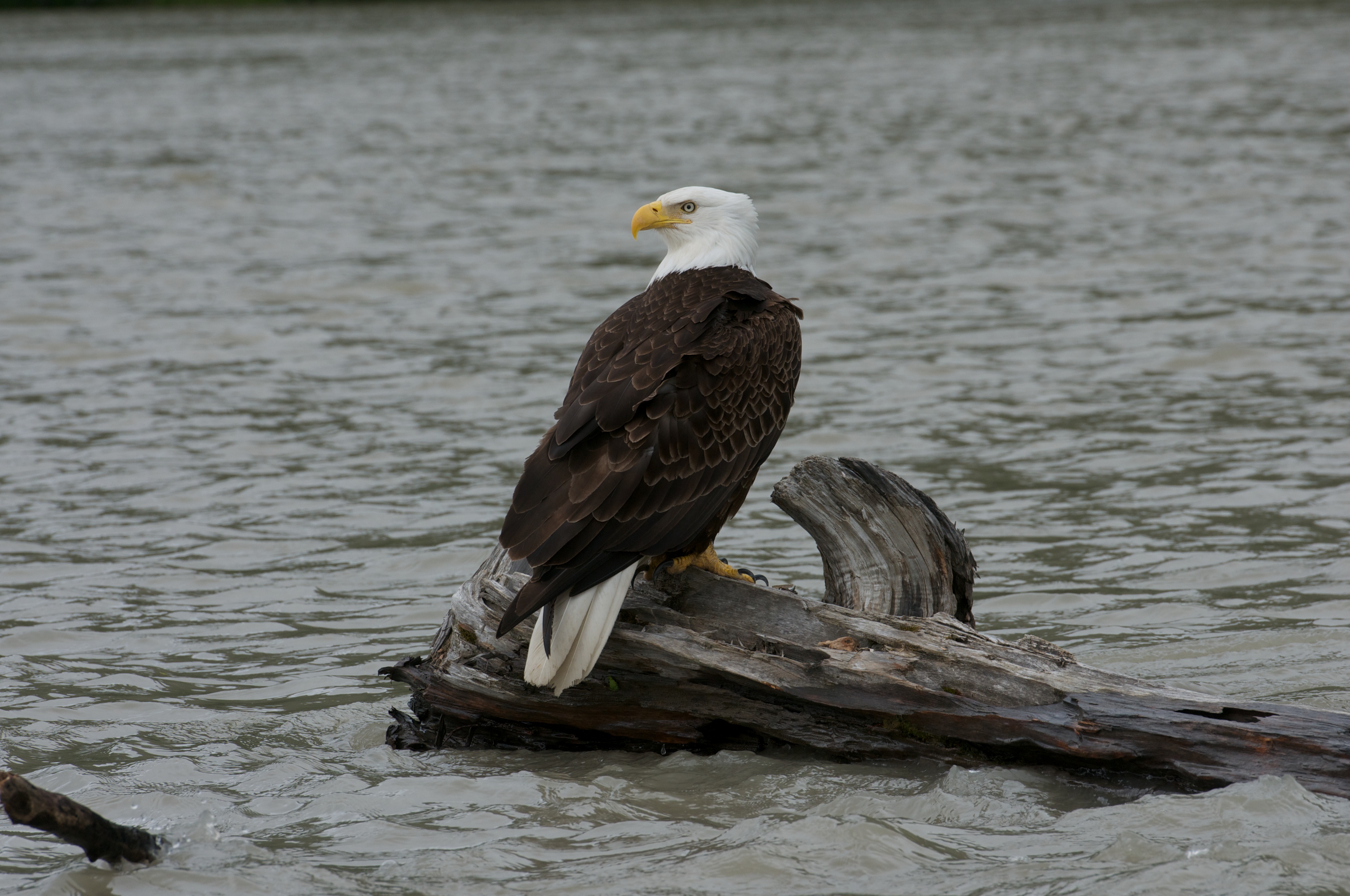 Photo of Chilkat Bald Eagle Perched in River